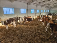 公牛, Simmental cattle — 照片 4