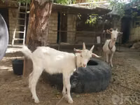 Capra, Alpine goat — foto 1
