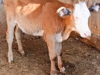گاو ماده, Simmental cattle — عکس 2