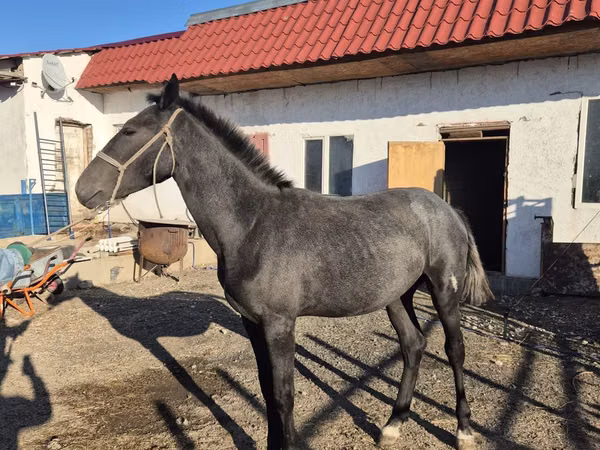 Horse (M), Thoroughbred horse — Kazakhstan