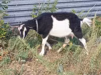 Буз, Alpine goat — акс 7