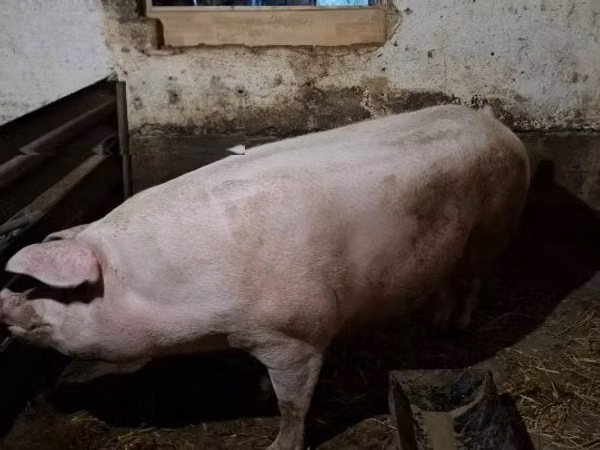Sow,  — Hungary
