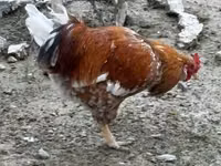 Chickens — عکس 3
