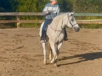 Horse (M), Quarter Horse — photo 3