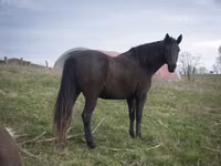 Mare, Black Sea breed — photo 5