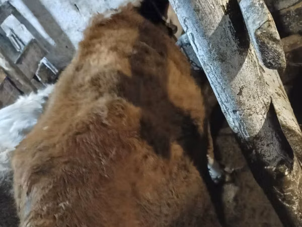 Cattle (batch, sex not specified), Cattle