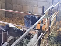 گاو ماده, Swiss cattle — عکس 8