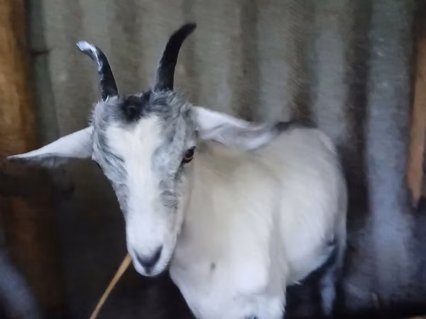 Goat, Goats — Moldova
