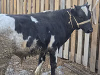 सांड, Russian Black pied cattle — फ़ोटो 6