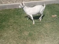 Goat, Saanen goat — photo 3