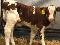 Bull, Swiss cattle — photo 2
