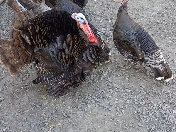 Turkeys — Azerbaigian
