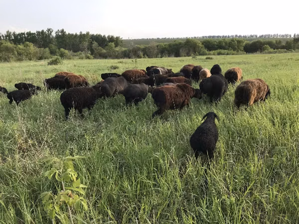 میش, Hissar sheep — روسیه