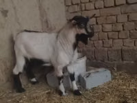 Billy Goat, Goats — photo 1