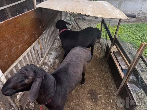 Ram, Sheep — Uzbekistan