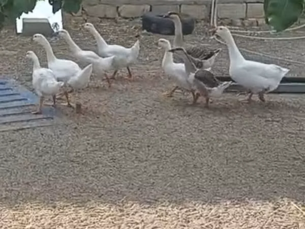 Geese — Aserbaidschan