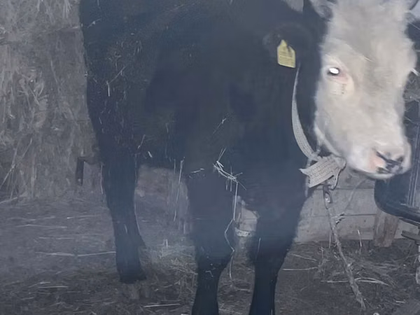 गाय, कजाख़स्तानी सफेद सिर वाली गाय — कज़ाखस्तान