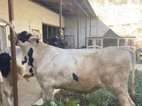 Bulle, Russian Black pied cattle — Foto 3