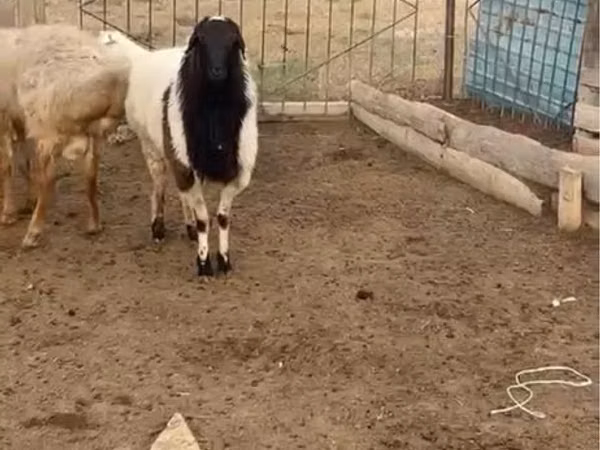 Kambing jantan, Sheep — Kazakhstan