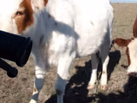 Cow, Kazakh White-headed cow — photo 8