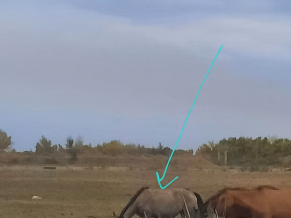 Mare, Priob horse — Kazakhstan
