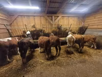 Bydło (partia, płeć nieokreślona), Simmental cattle — zdjęcie 1