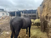 Kůň, Koně — foto 5