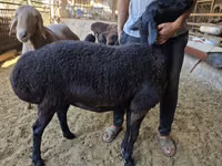 Sheep, Sheep — photo 1
