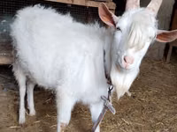 Billy Goat, Saanen goat — photo 3