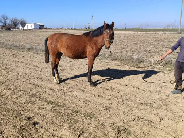 Kuda betina, Horses — Uzbekistan
