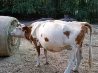 Vacă, Simmental cattle — foto 5