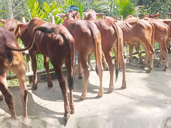 Vache, Bovins