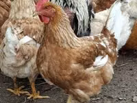 gallina danesa — foto 1