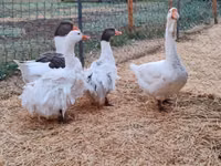 Geese — fotografija 4