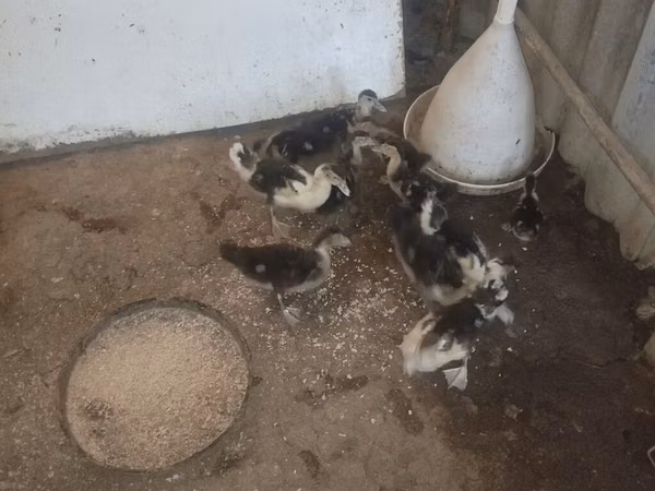Ducks — Azerbejdżan