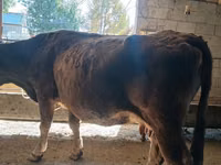 பசு, அலாதவுஸ் இனம் — புகைப்படம் 4