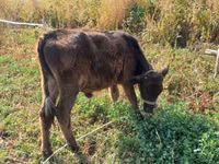 सांड, Russian Black pied cattle — फ़ोटो 5