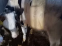 Бик, Russian Black pied cattle — снимка 8