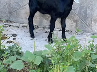 Billy Goat, Nubian Goat — photo 6