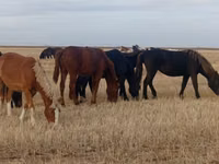 Kuda betina, Horses — foto 4