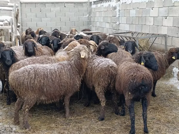 Kambing jantan, Sheep — Kazakhstan