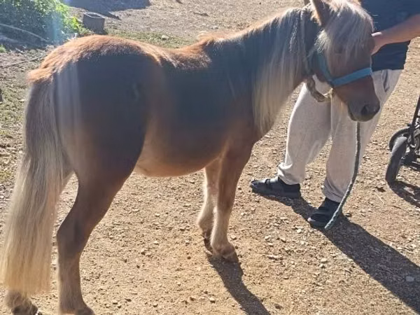 ม้าตัวผู้, Shetland Pony