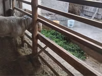 Ram, Sheep — photo 1