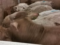 Cattle (batch, sex not specified), Belgian Blue — photo 5