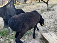 Sheep, Sheep — photo 3