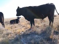 Toro, Swiss cattle — foto 2