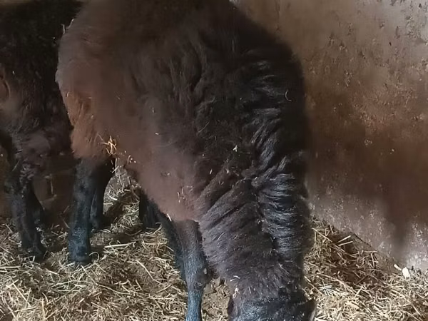 قوچ, Rhon sheep — قرقیزستان