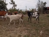 تيس, Nubian Goat — الصورة 3