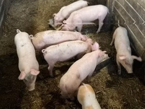 Pigs (batch, sex not specified),  — Hungary