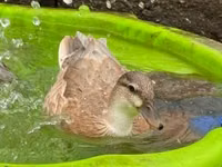 Ducks — รูปภาพ 1